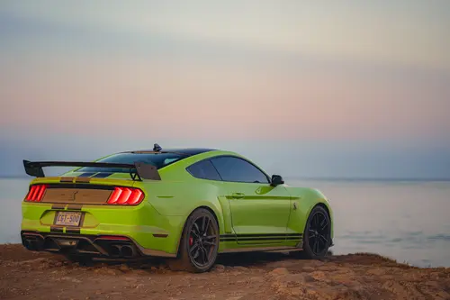 SHELBY5.webp